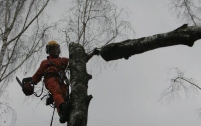 Спил и вырубка деревьев - Новосибирск, цены, предложения специалистов