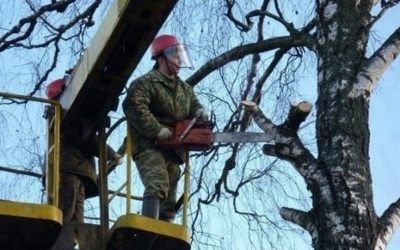 Спил и вырубка деревьев - Новосибирск, цены, предложения специалистов