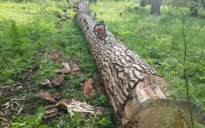 Спил и вырубка деревьев, корчевание пней - Академгородок, цены, предложения специалистов