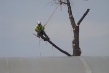 Спил и вырубка деревьев стоимость услуг и где заказать - Новосибирск