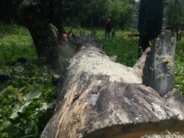 Спил и вырубка деревьев, корчевание пней стоимость услуг и где заказать - Новосибирск